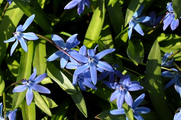Scilla   070.jpg